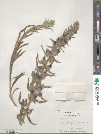 Echium vulgare image