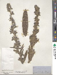 Echium vulgare image