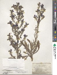 Echium vulgare image