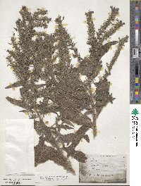 Echium vulgare image