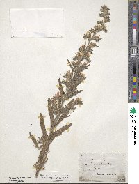 Echium vulgare image