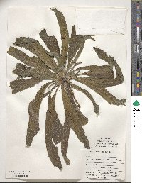 Echium vulgare image