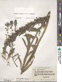 Echium vulgare image