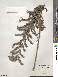 Echium vulgare image