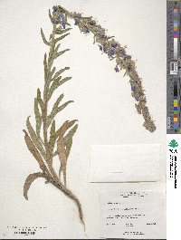 Echium vulgare image