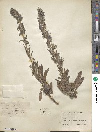 Echium vulgare image