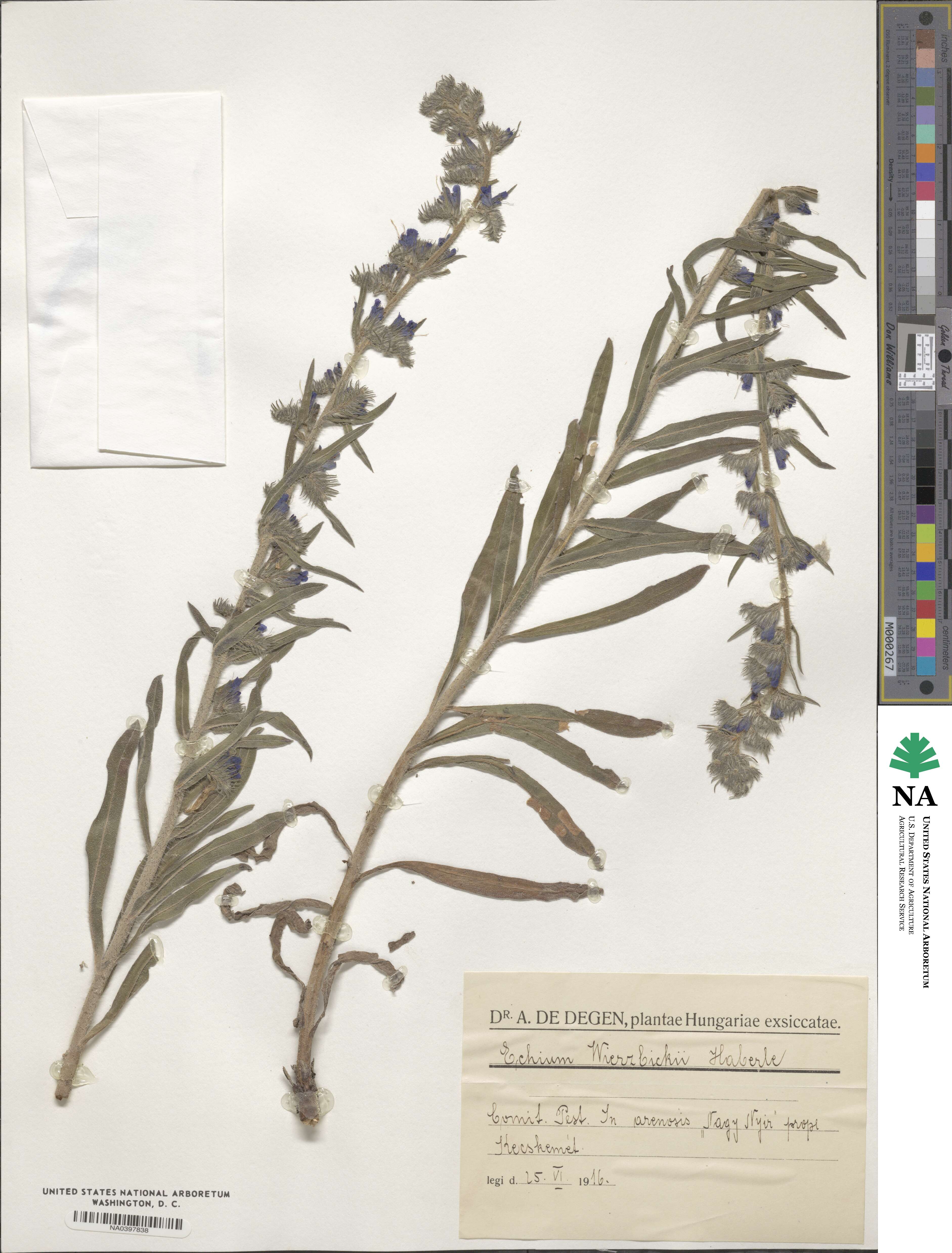 Echium vulgare subsp. vulgare image