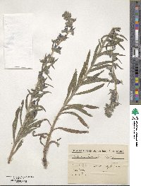 Echium vulgare image