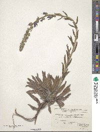 Echium vulgare image