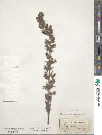 Echium vulgare image