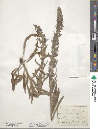 Echium vulgare image