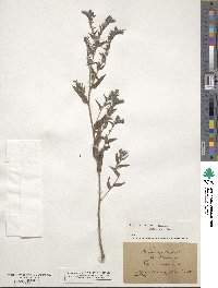 Echium vulgare image