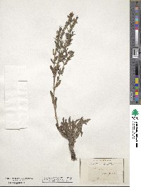 Echium vulgare image