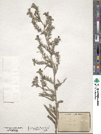 Echium vulgare image