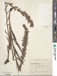 Echium rubrum image