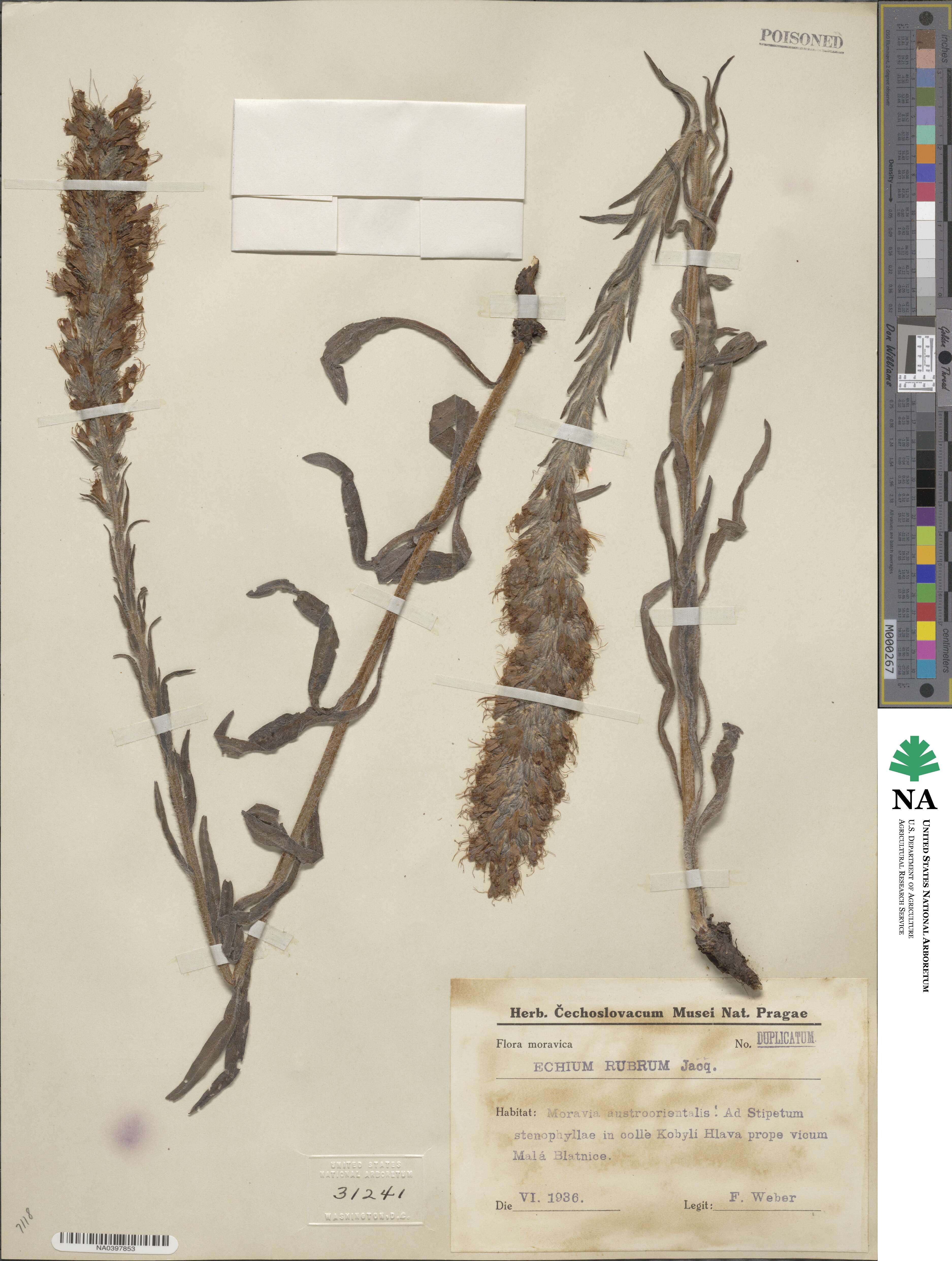 Echium rubrum image