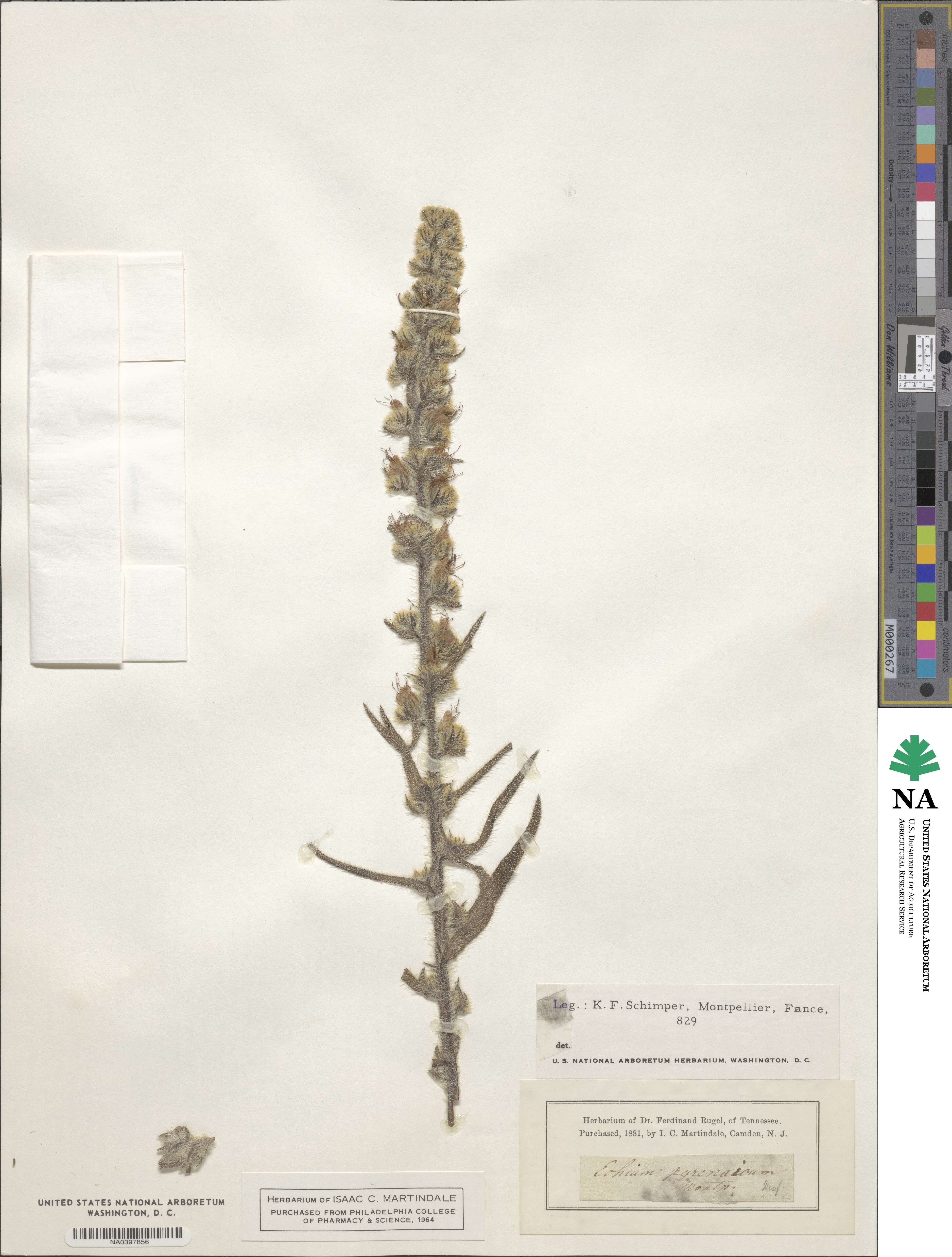 Echium asperrimum image