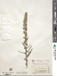 Echium asperrimum image