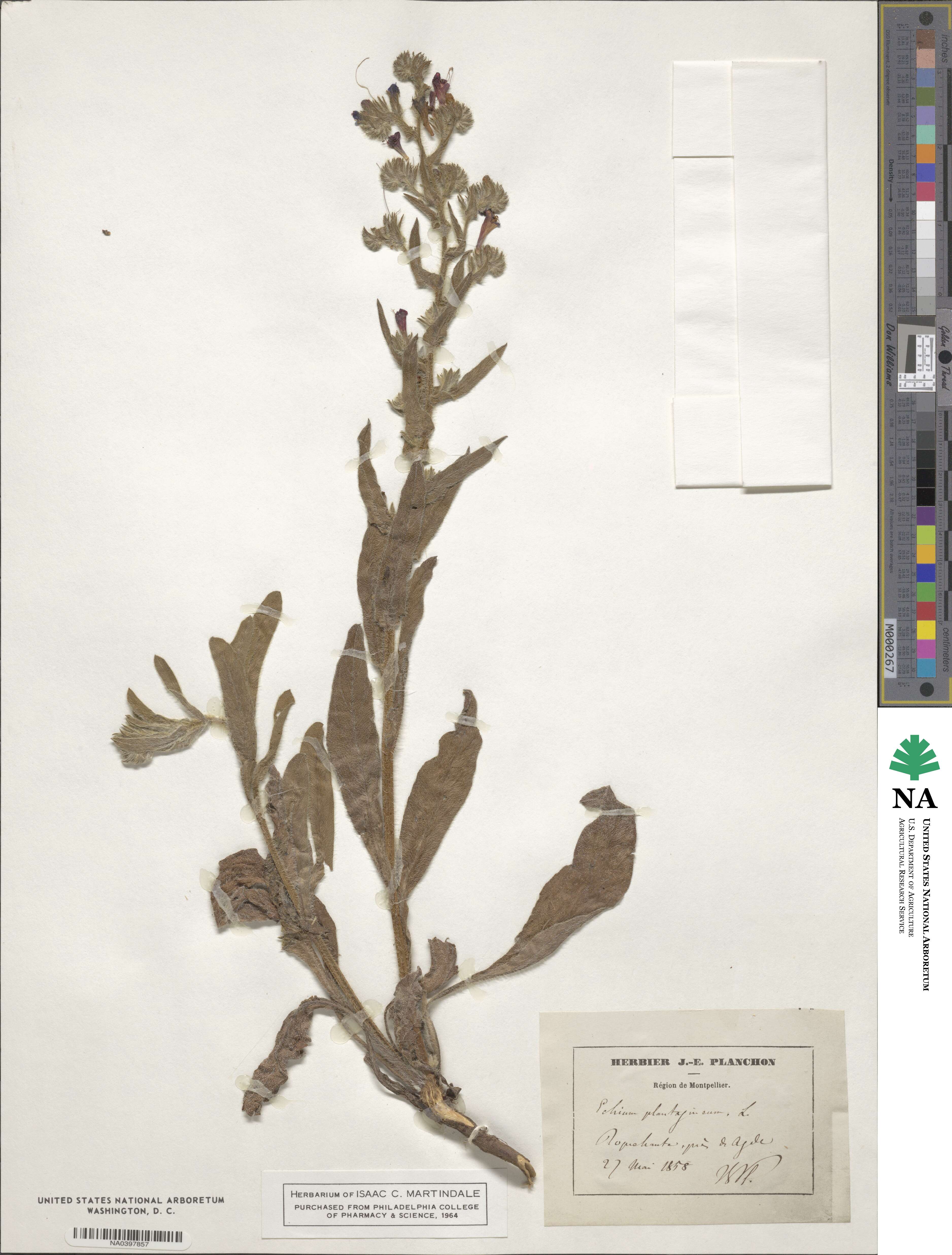 Echium image