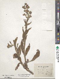 Echium plantagineum image