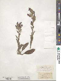 Echium plantagineum image