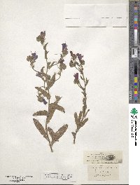 Echium plantagineum image