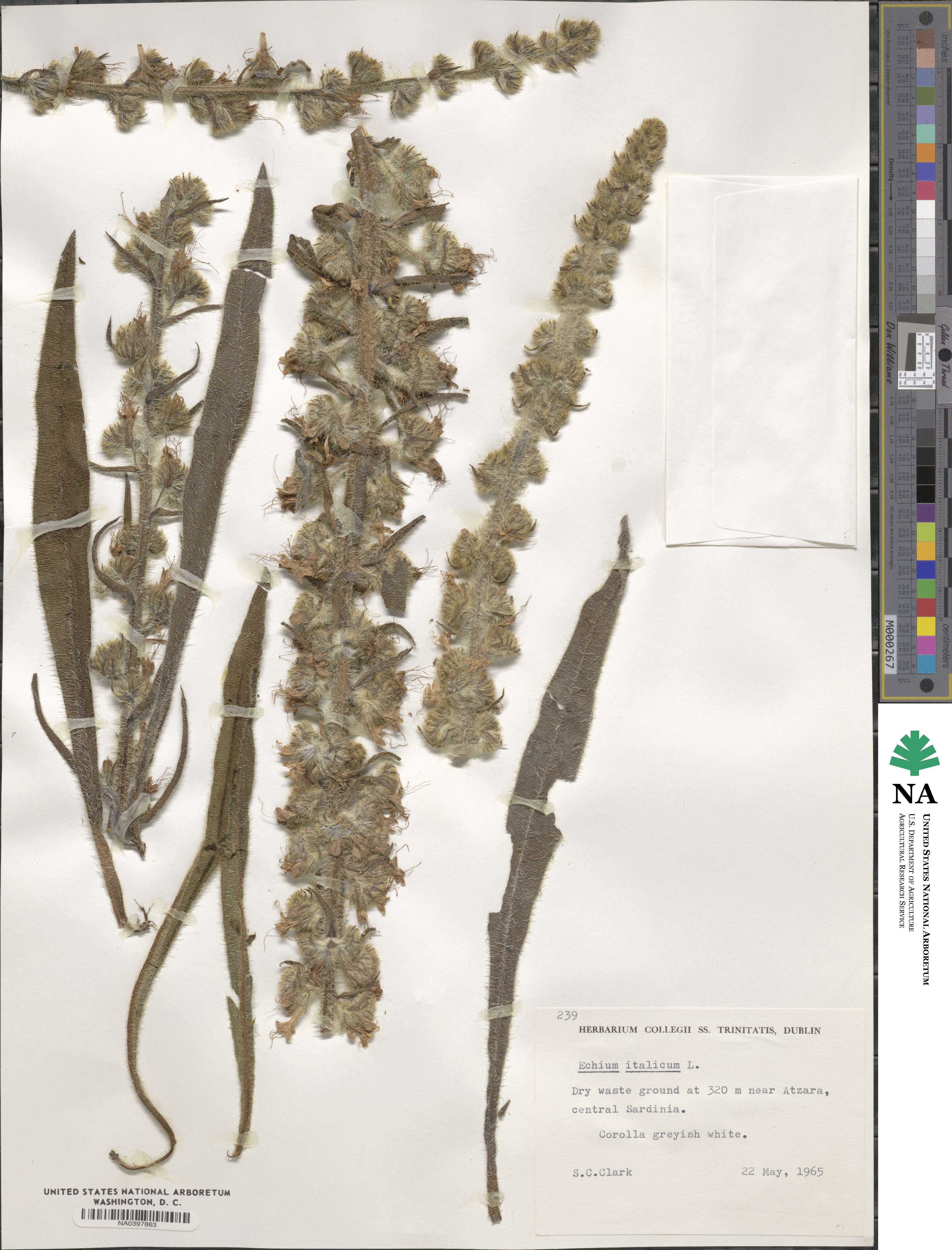 Echium italicum image