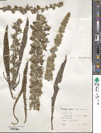 Echium italicum image