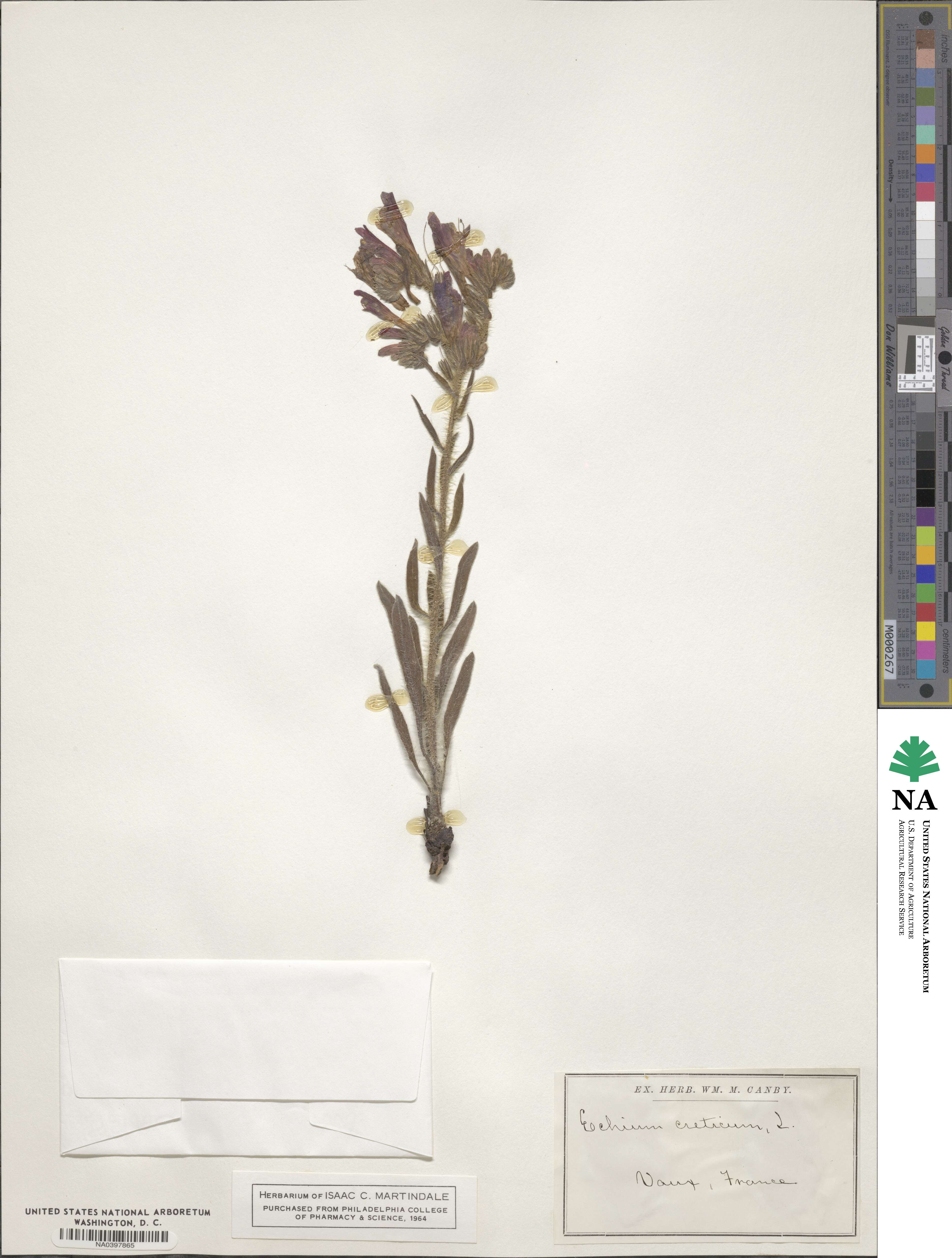 Echium creticum image