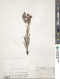 Echium creticum image