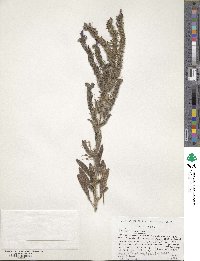 Echium creticum image