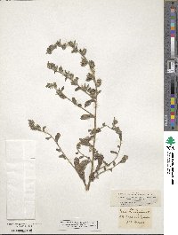 Echium parviflorum image