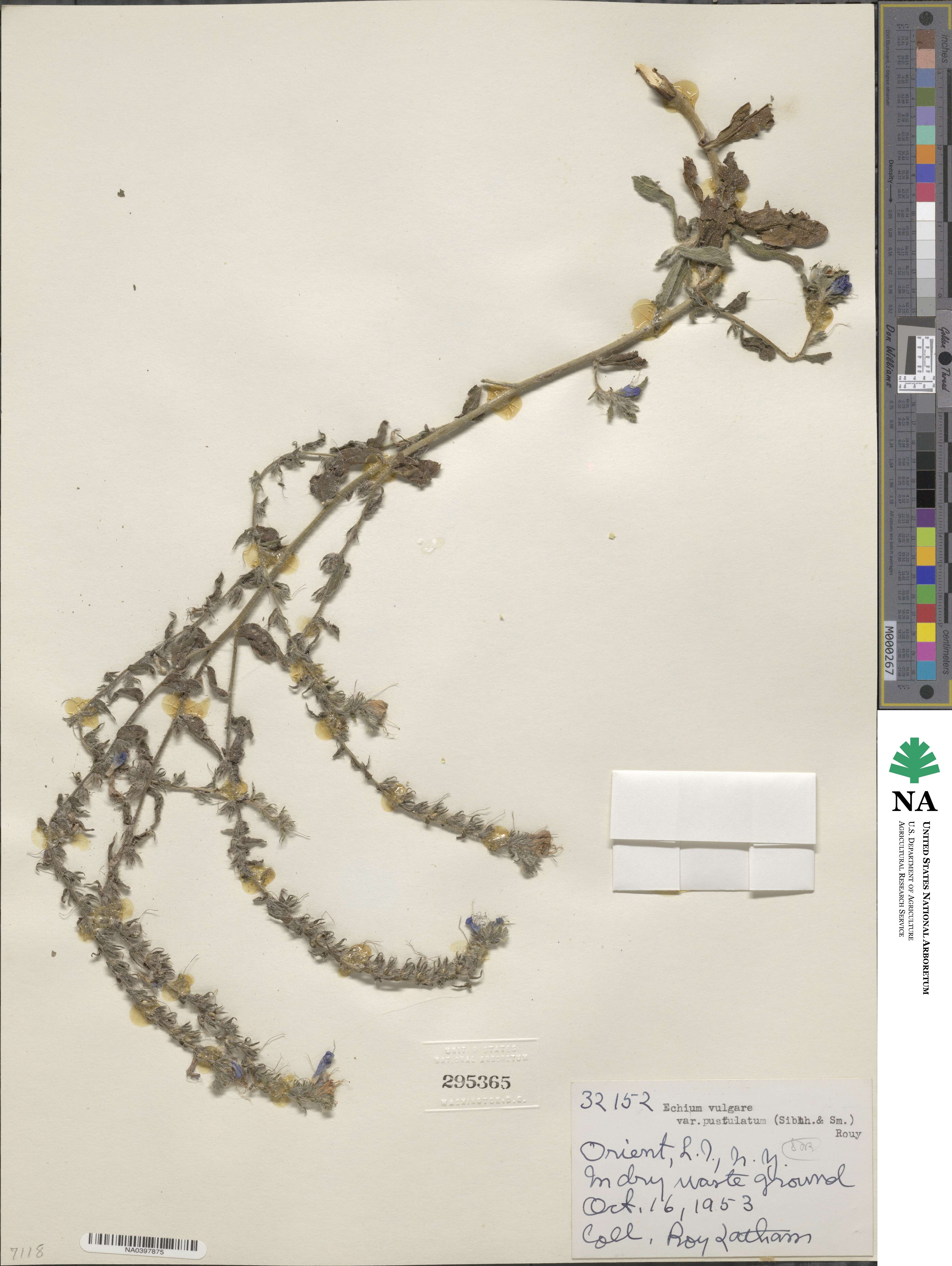 Echium vulgare subsp. pustulatum image