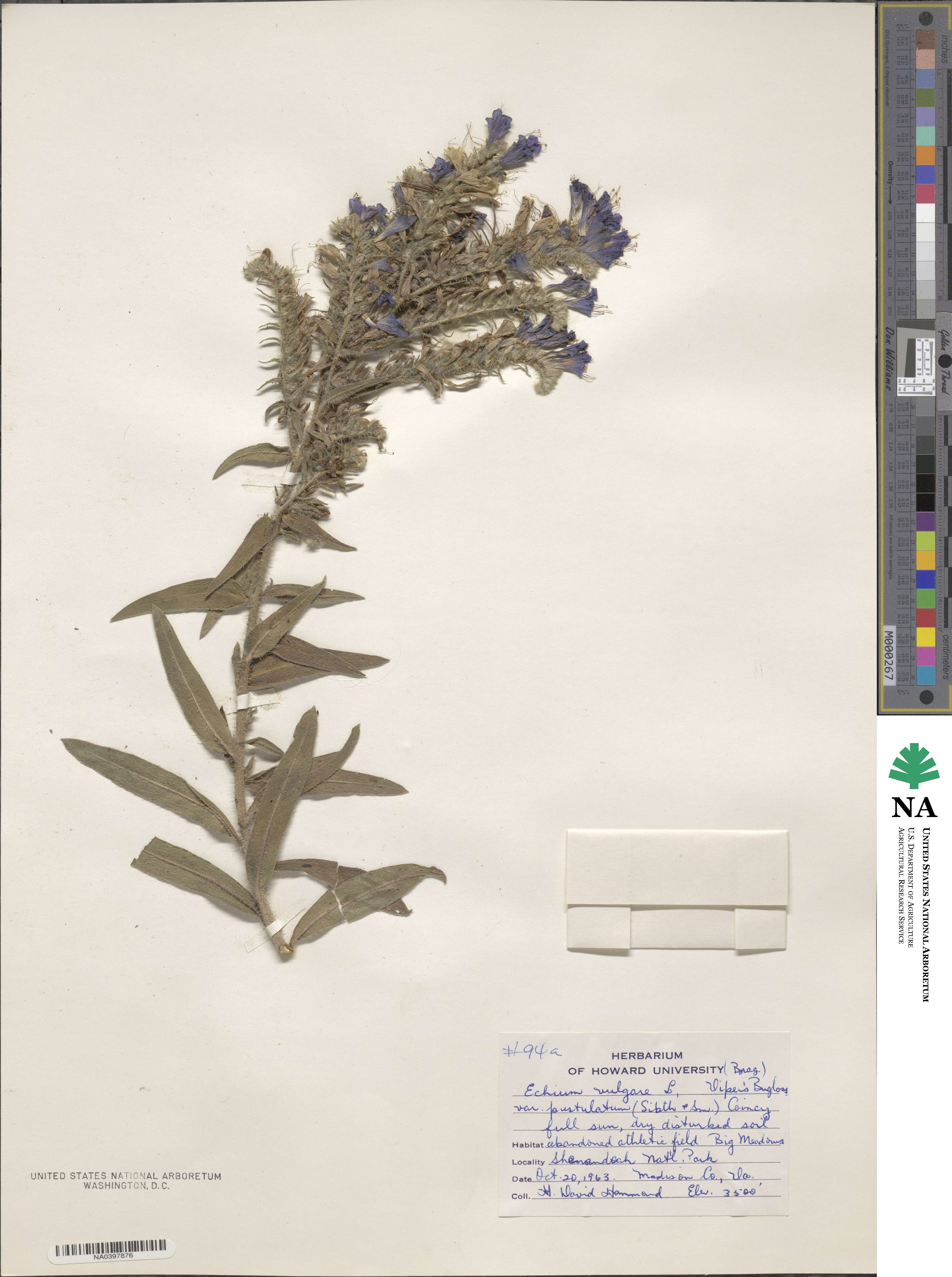 Echium vulgare subsp. pustulatum image