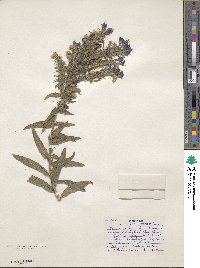 Echium vulgare image