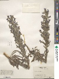 Echium vulgare image