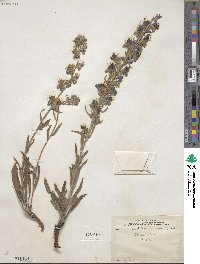 Echium vulgare image