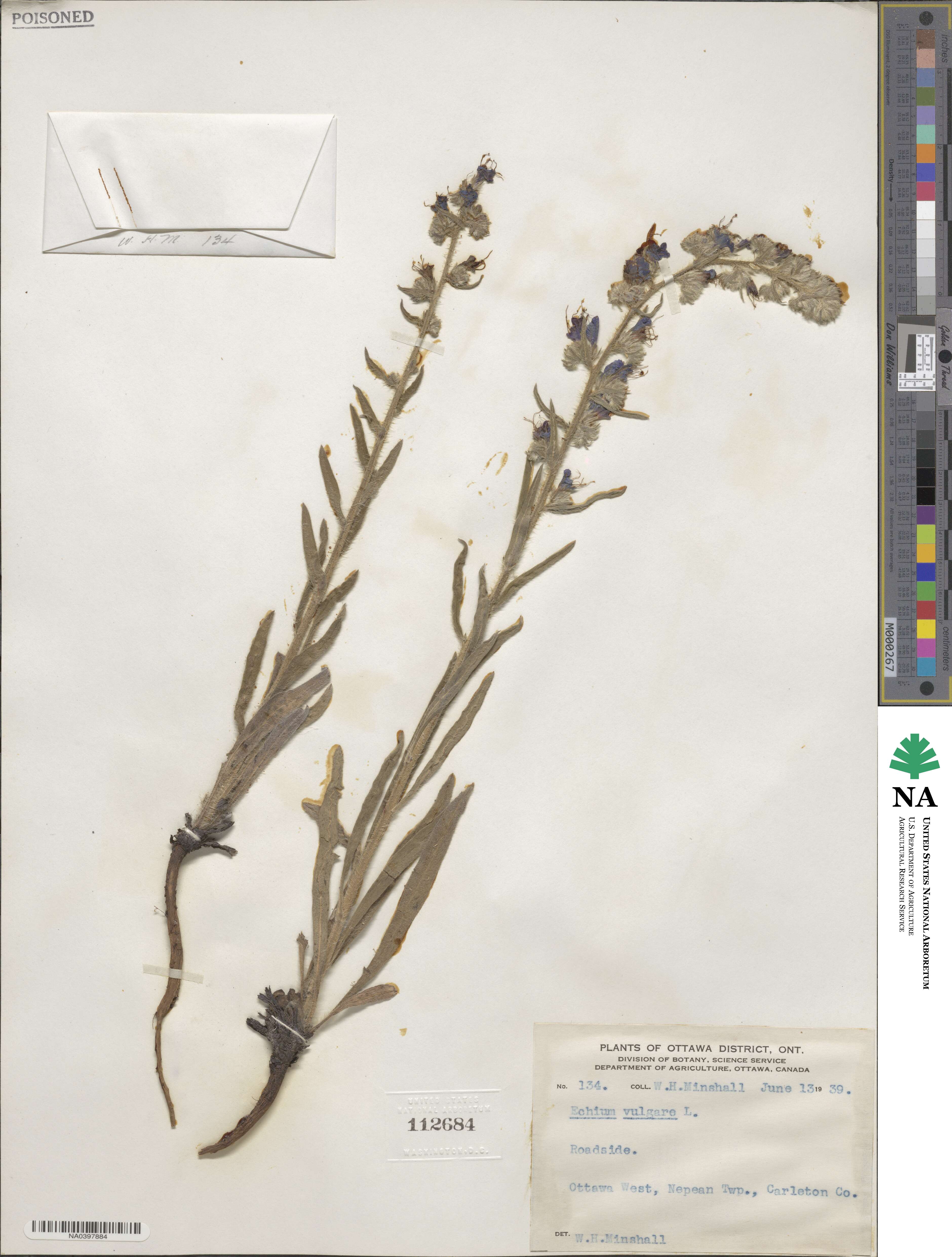 Echium vulgare image