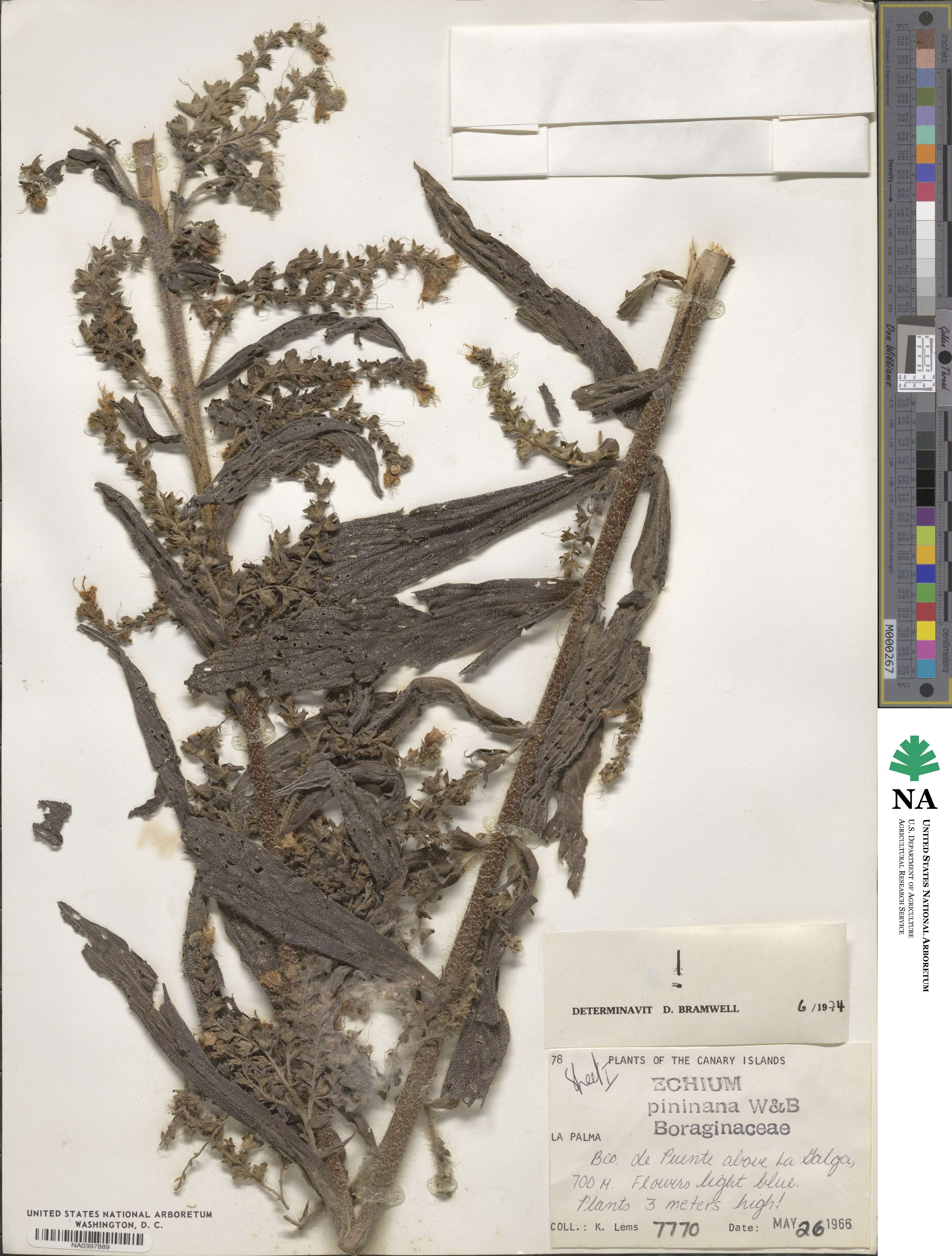Echium image