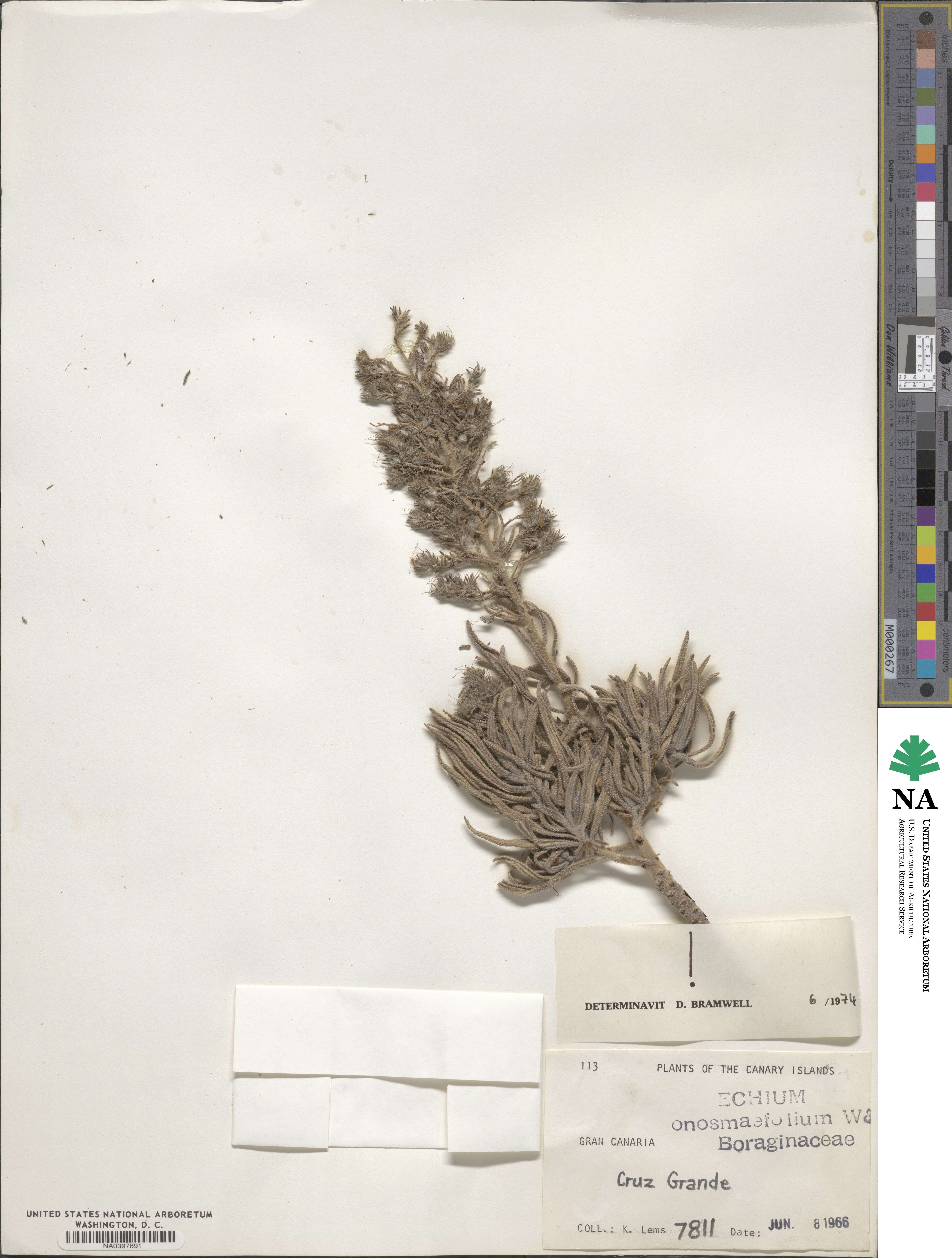 Echium image