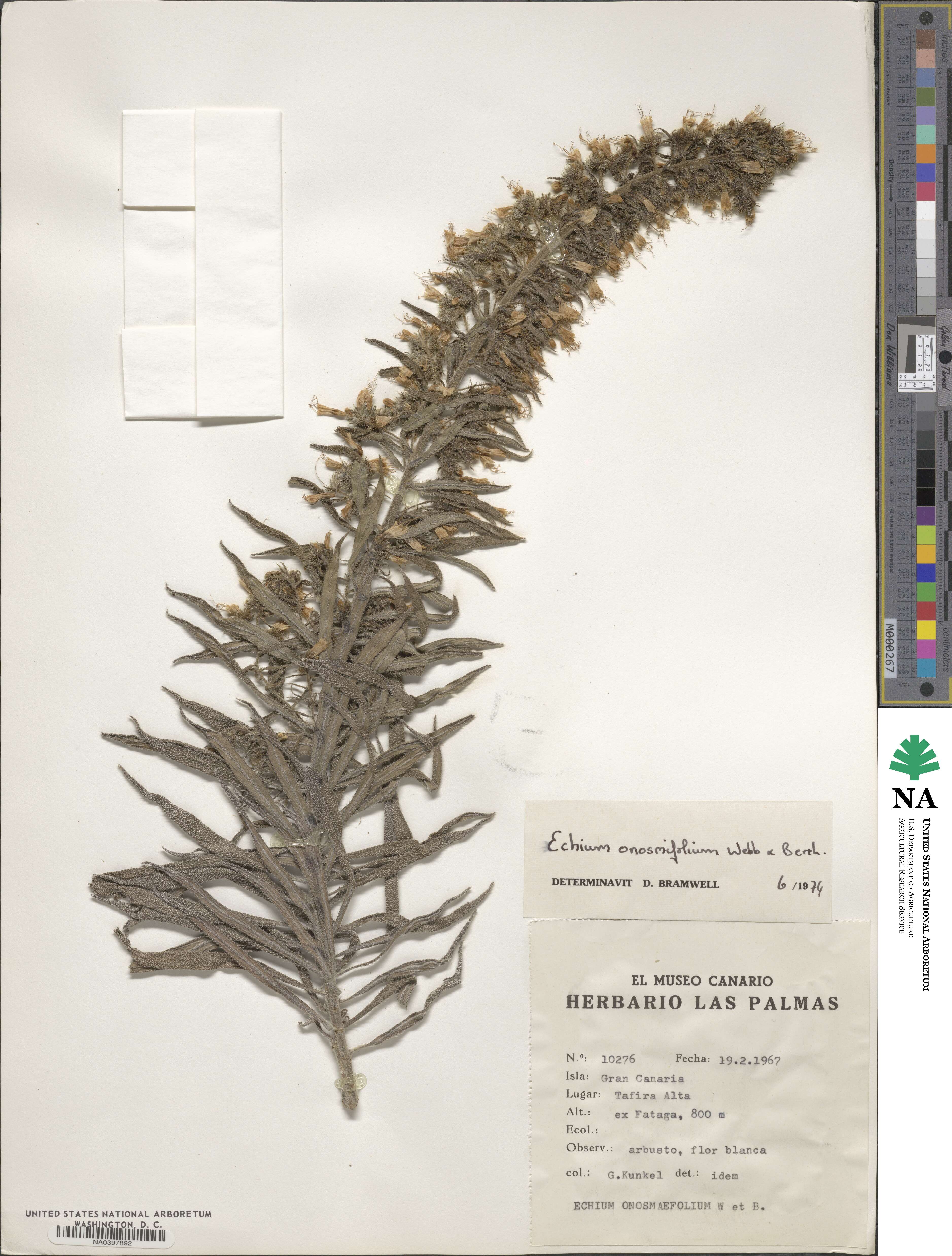 Echium onosmifolium image