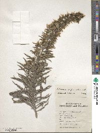 Echium onosmifolium image