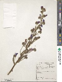 Echium plantagineum image