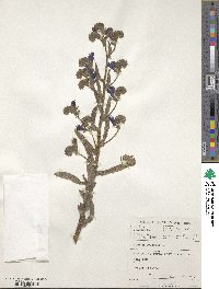 Echium plantagineum image