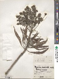 Echium decaisnei image