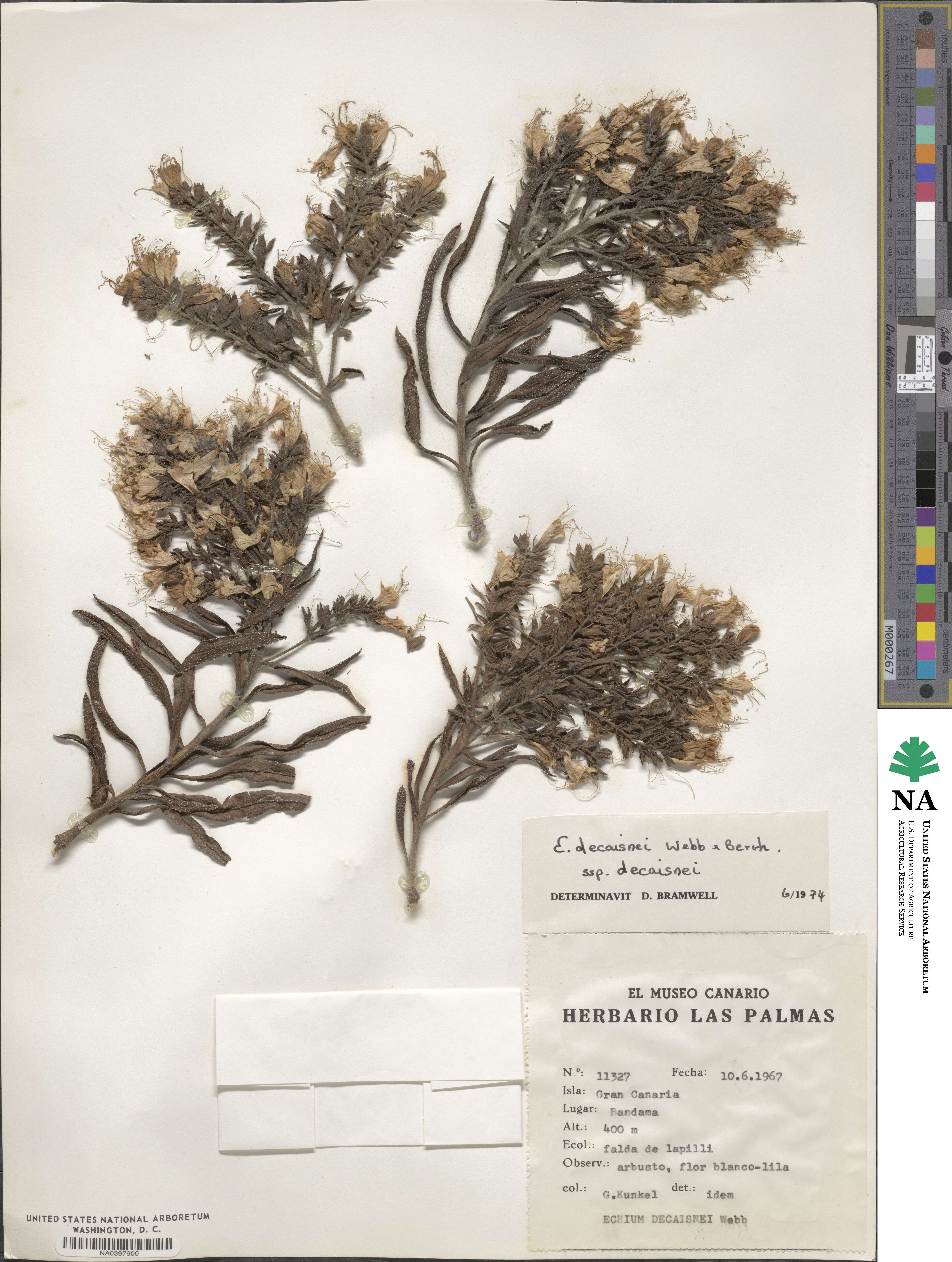 Echium decaisnei image