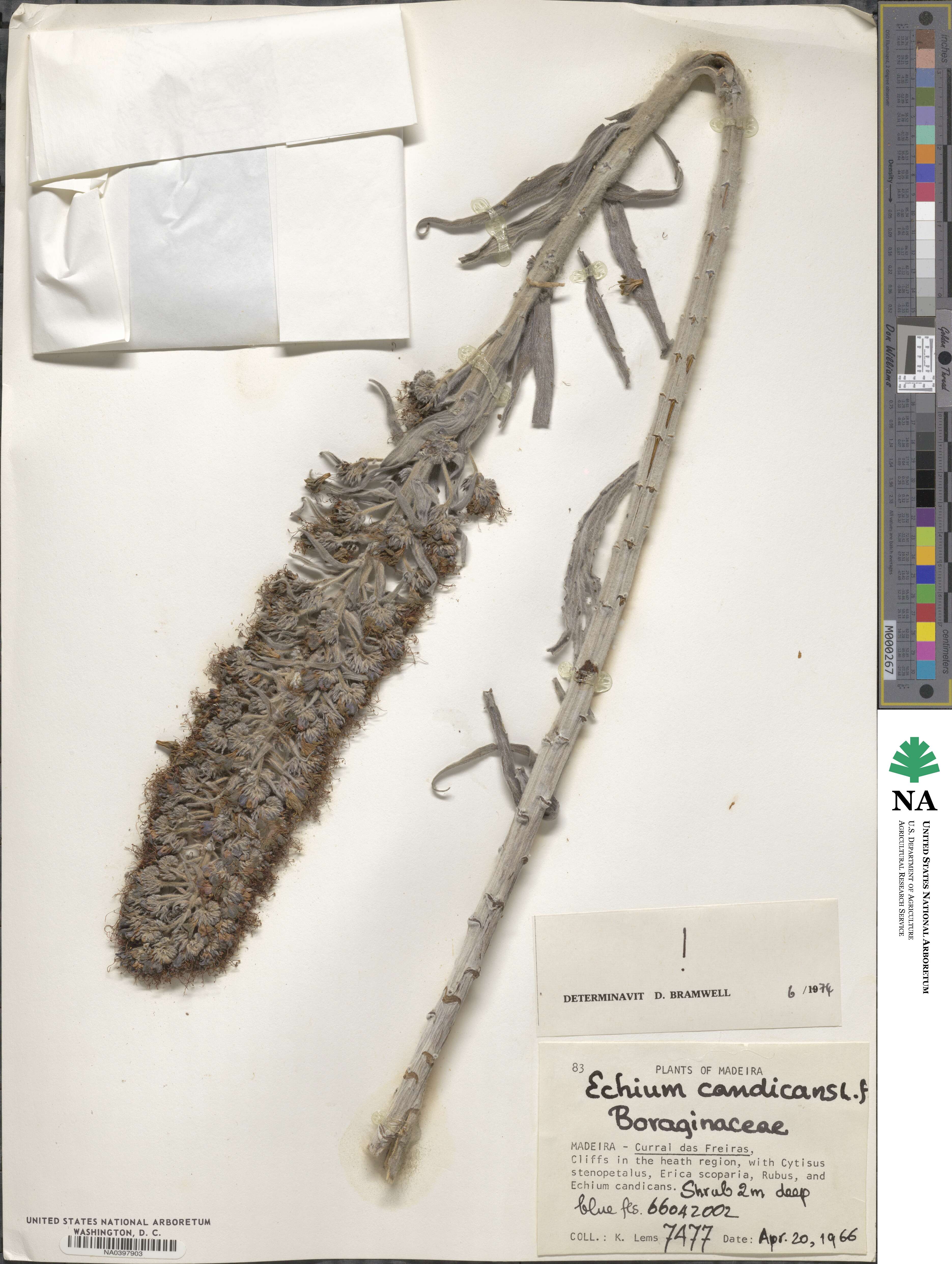Echium candicans image