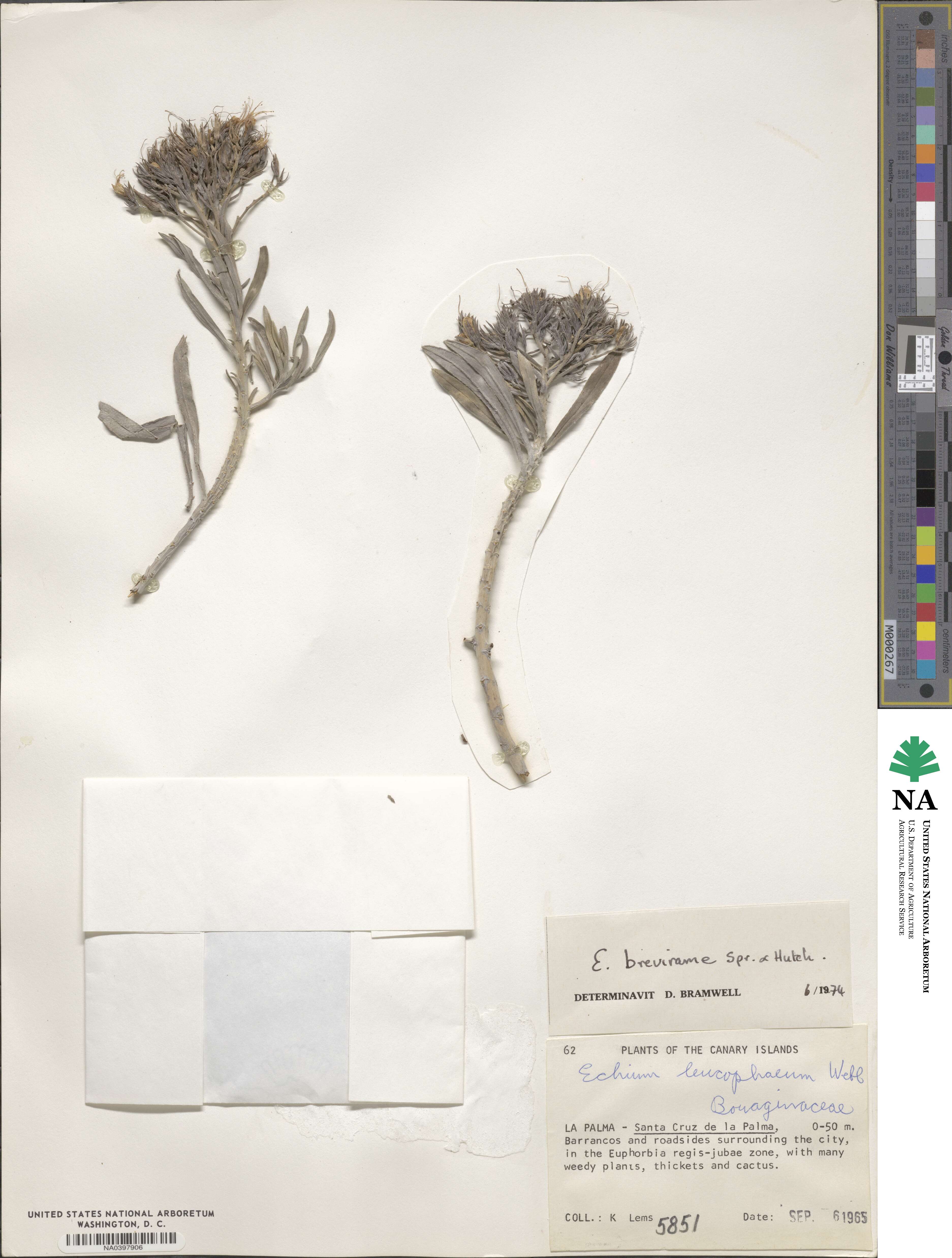 Echium brevirame image