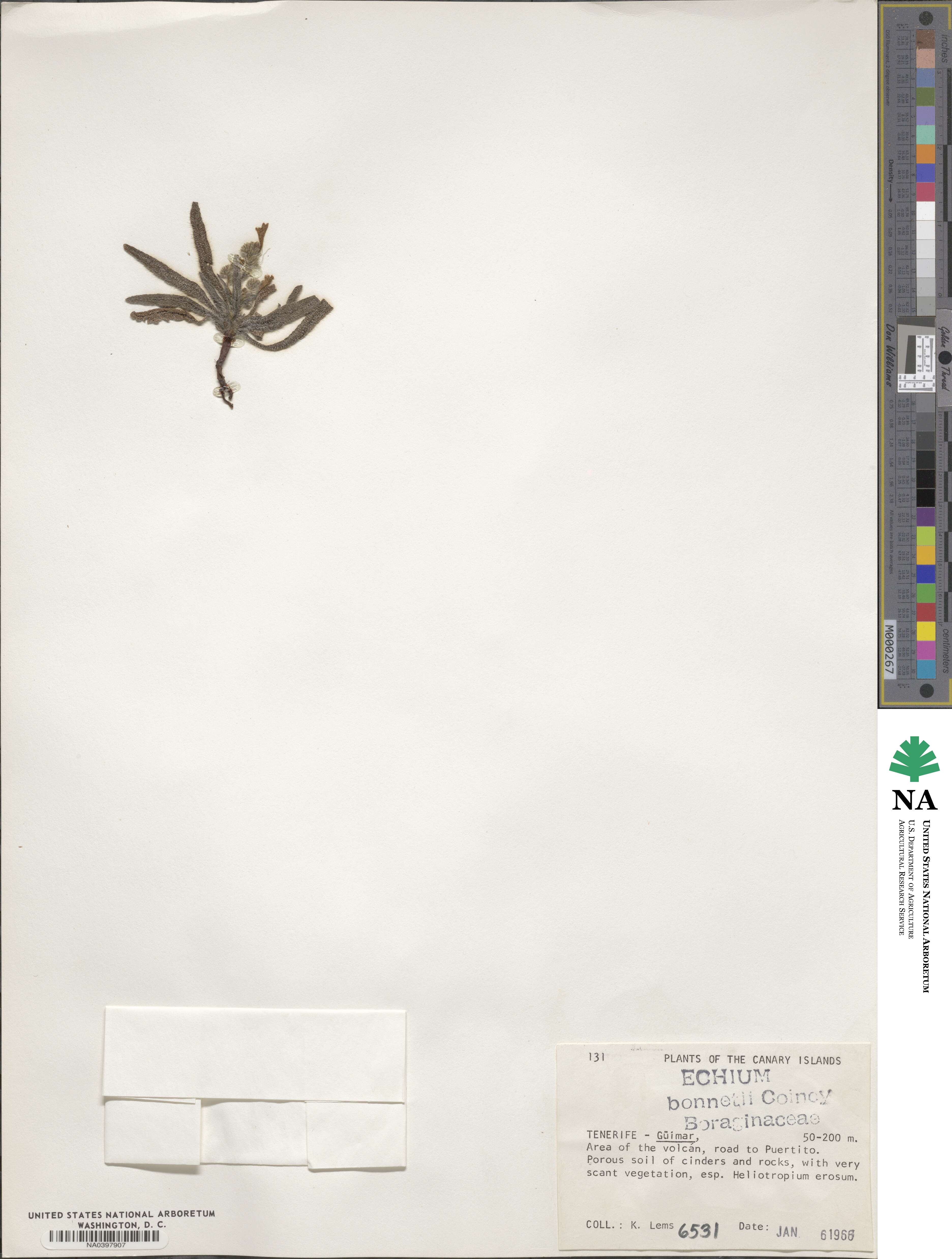 Echium bonnetii image