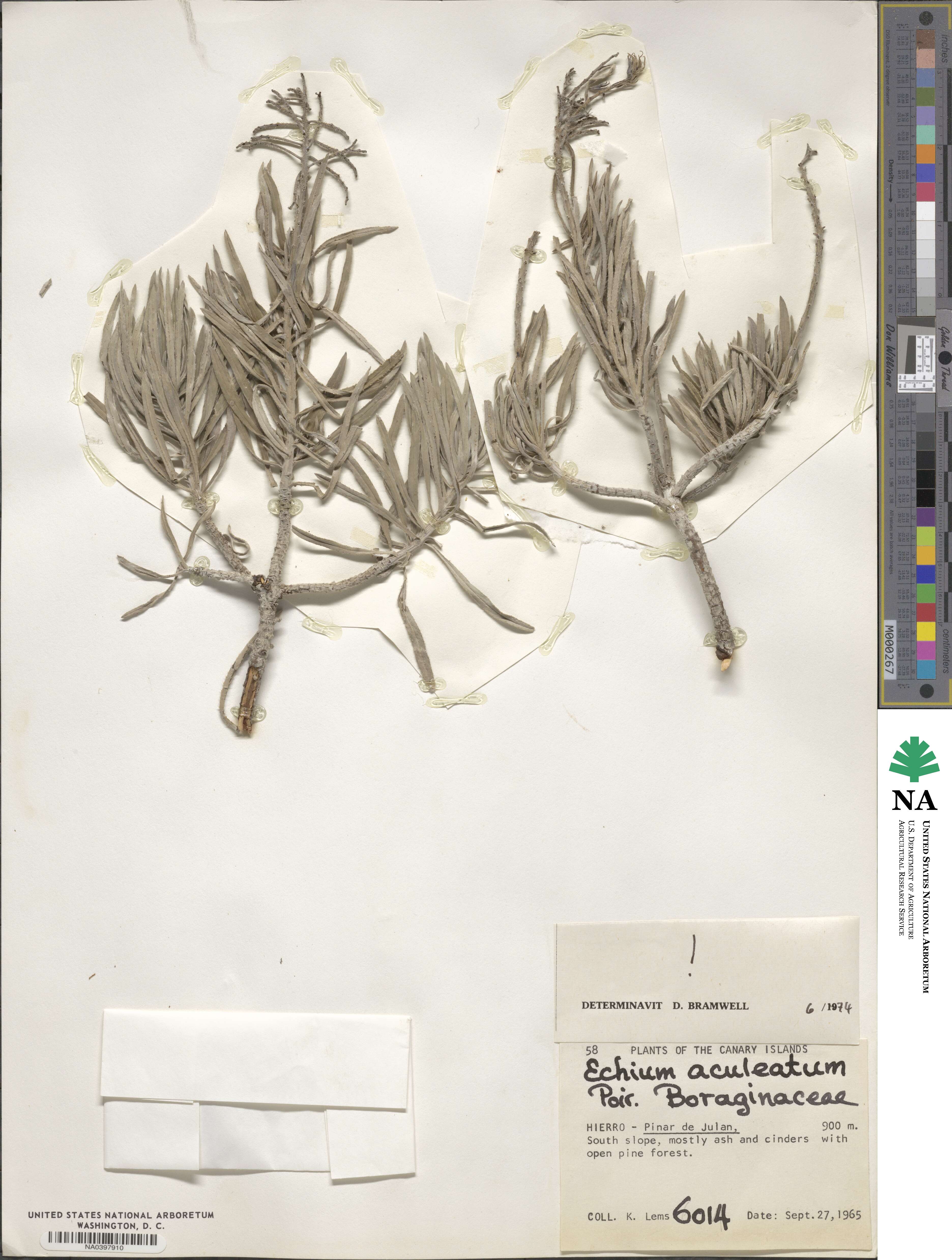 Echium aculeatum image